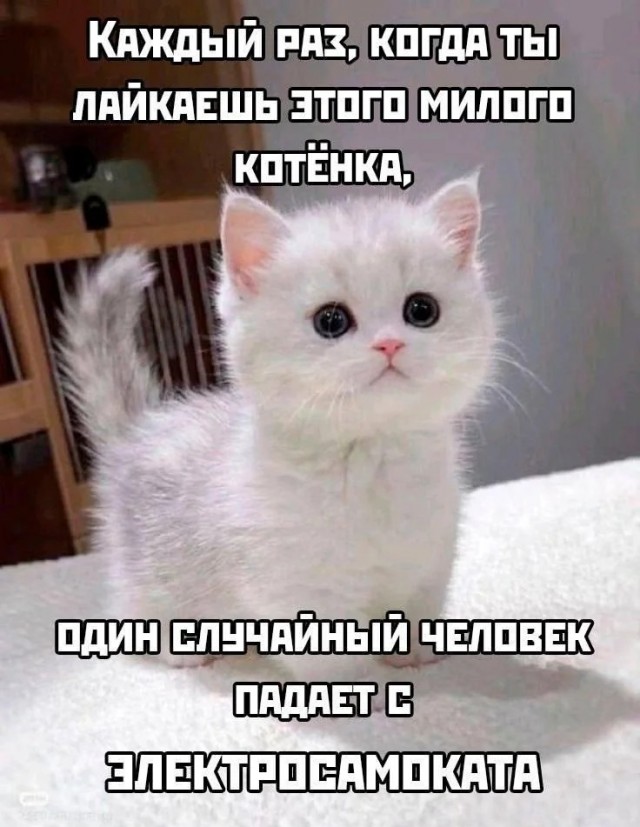 К котовторнику: подборка картинок-баянов с котиками и про котиков. Выпуск 12