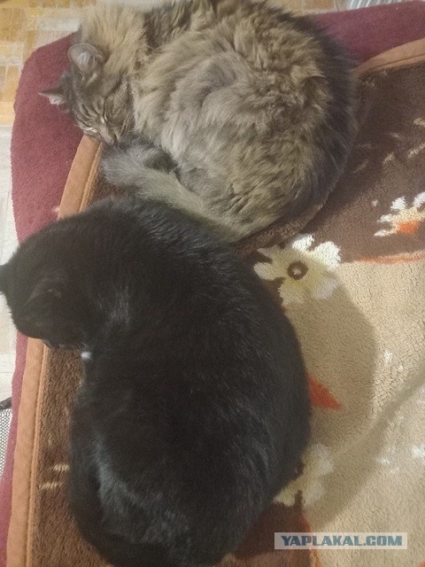 Чёрный котовторник