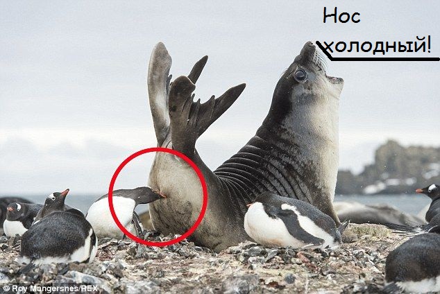 Пожиратели света
