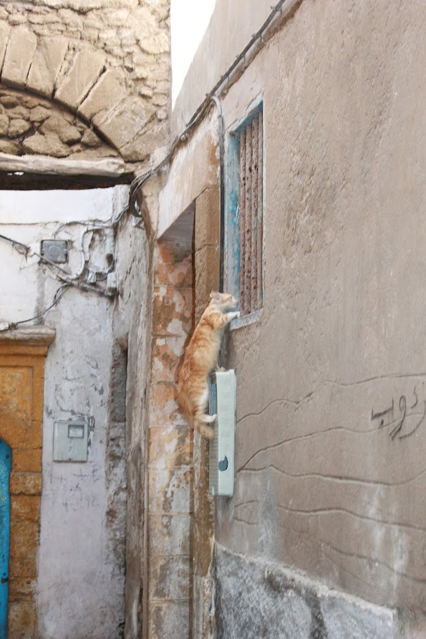 Уличные кошки Марокко