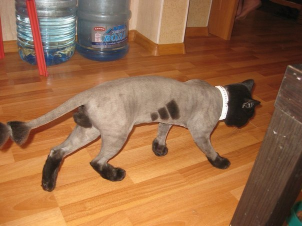 Подстригли кота