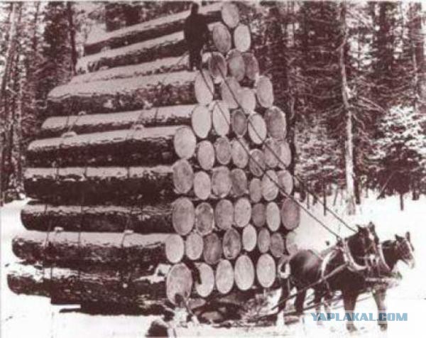 Лесной каприз.