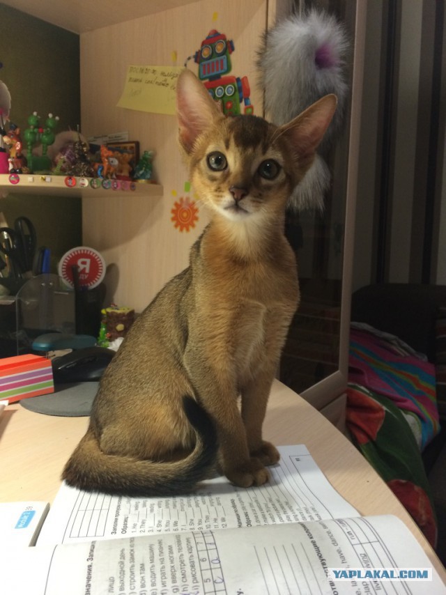 Котовторник  08.04.2014