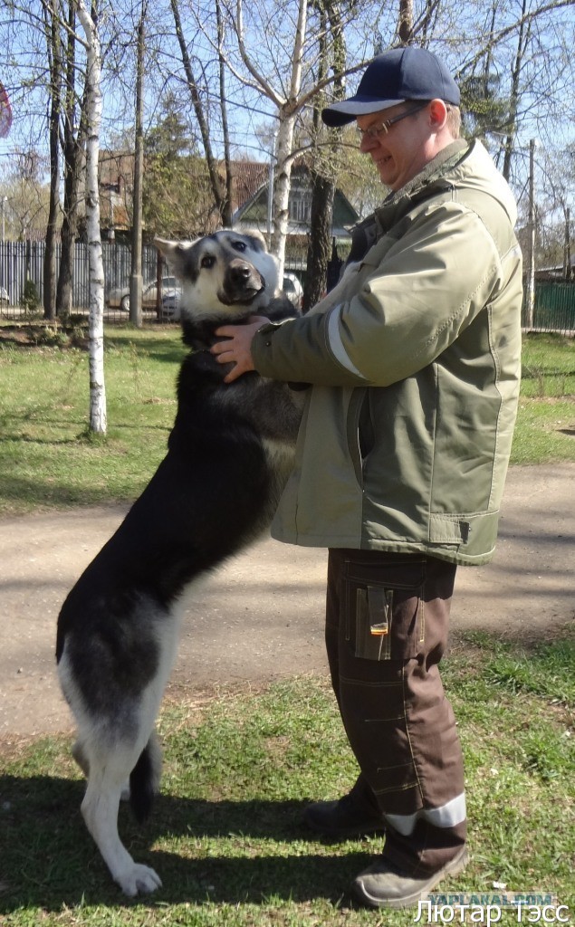 Мой малый друг Мухтар