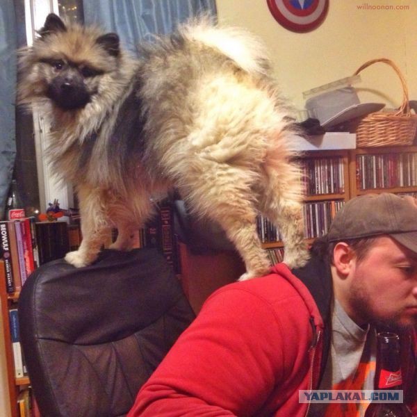 Ноль реакции