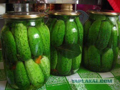 Добряки, плюсующие всех подряд