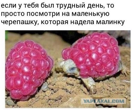Весёлое из сети