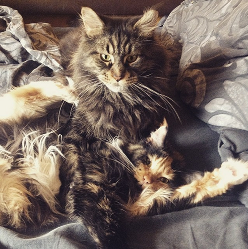 Котовторник 24.03.2015