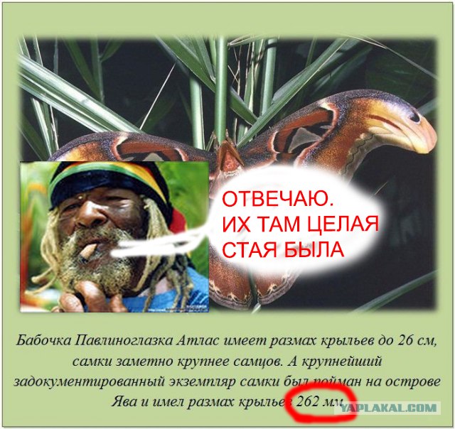 А вы знали, что...