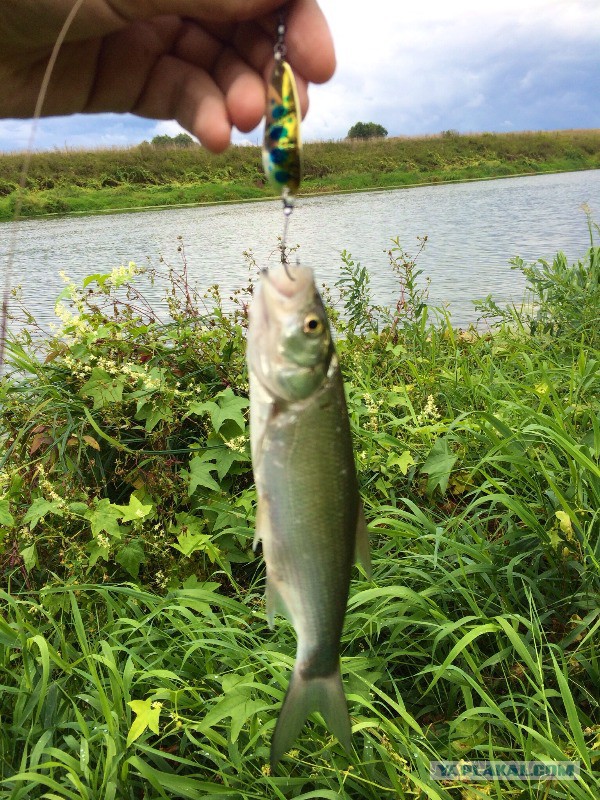 Рыбалка. река Протва