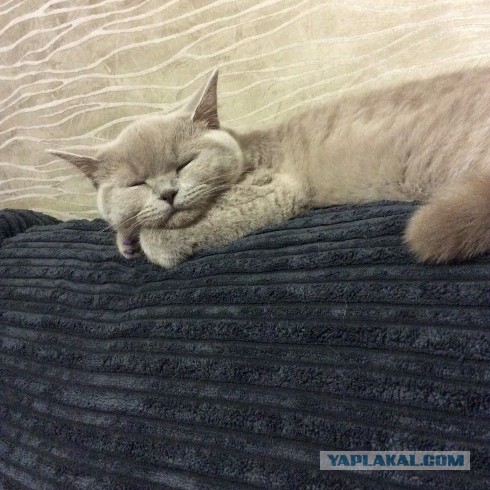 Котовторник 29-09-2015,