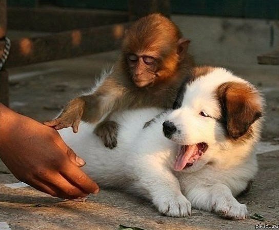 Разные картинки