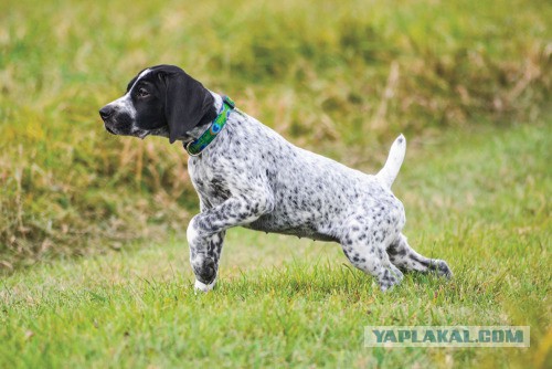 Собакочетверг