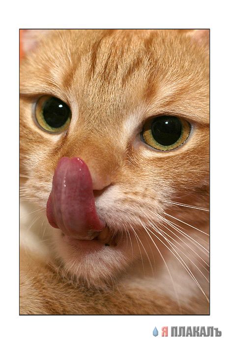Коты, кошки, котята