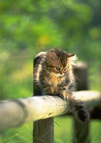 Коты, кошки, котята