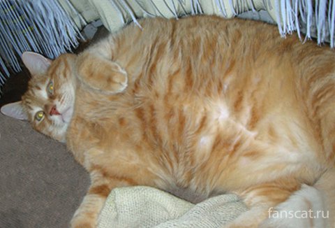 Котики на выходные