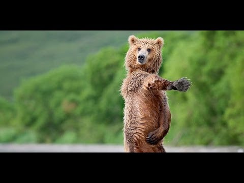 Red Hot Chili Peppers - Snow (russian cover)