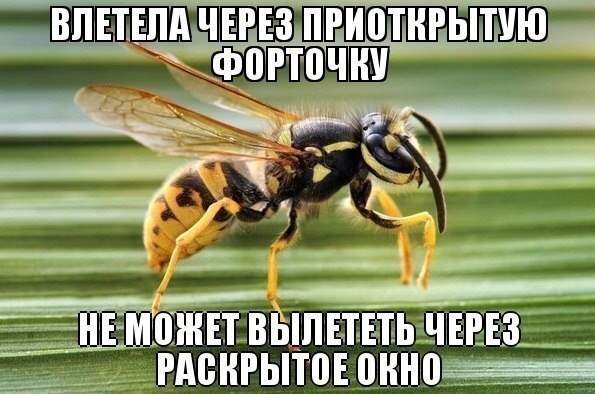 Божьи твари