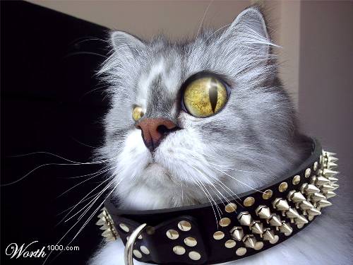 Котомет во вторник (11.12.2007)