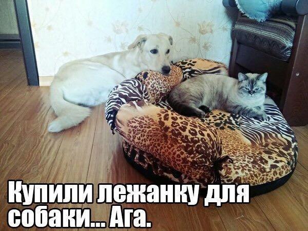 Прикольные животные
