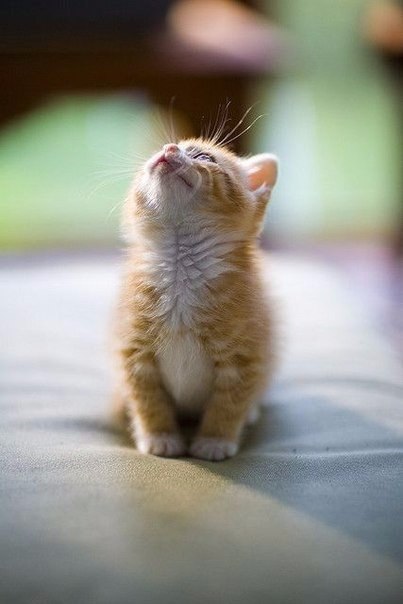 Коты из сети