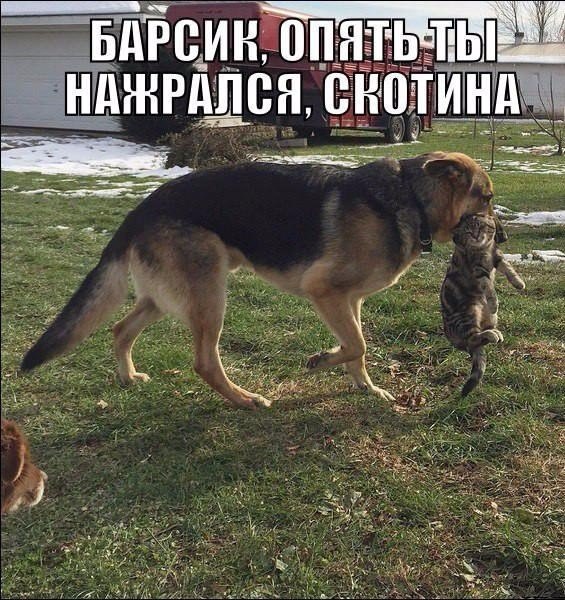 Самые смешные животные