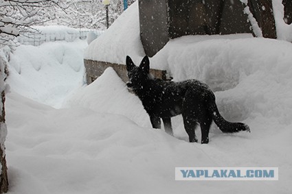 Не дадим пропасть собакочетвергу!