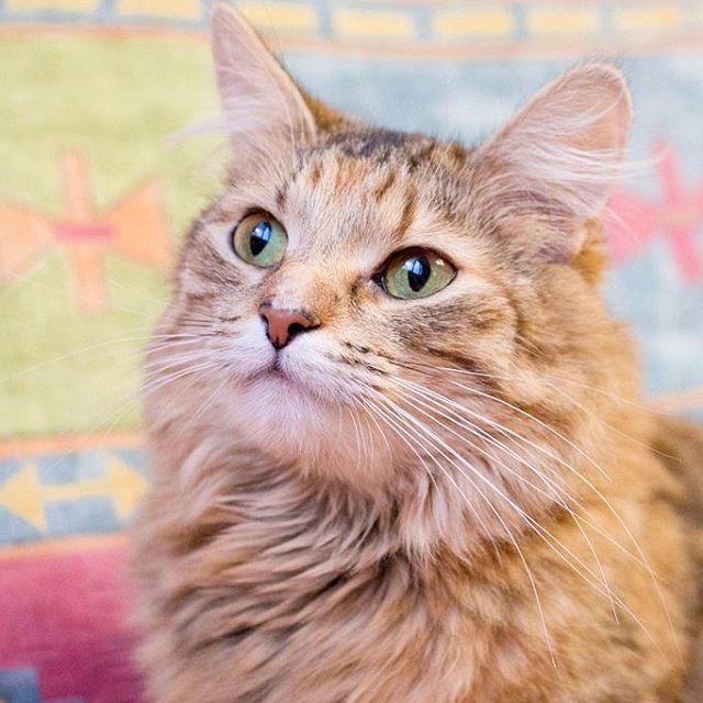 Коты и Кошки