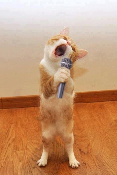 Коты и Кошки