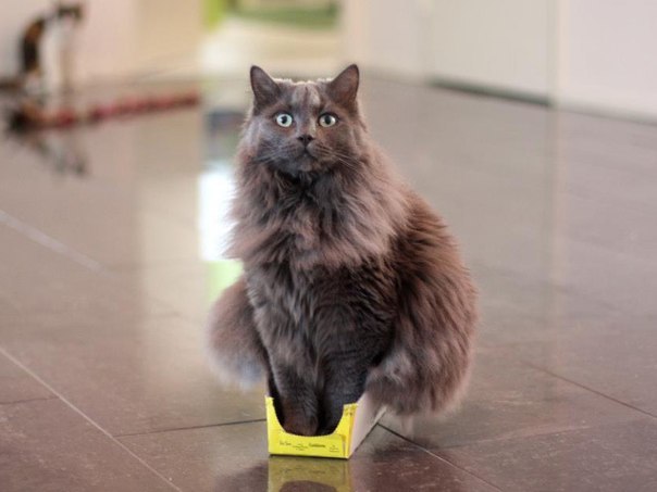 Коты и Кошки