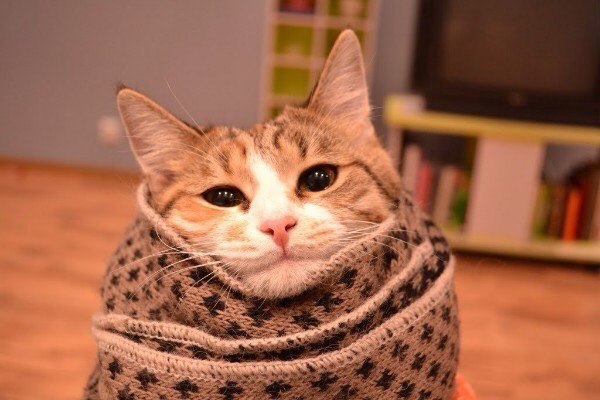 Коты и Кошки