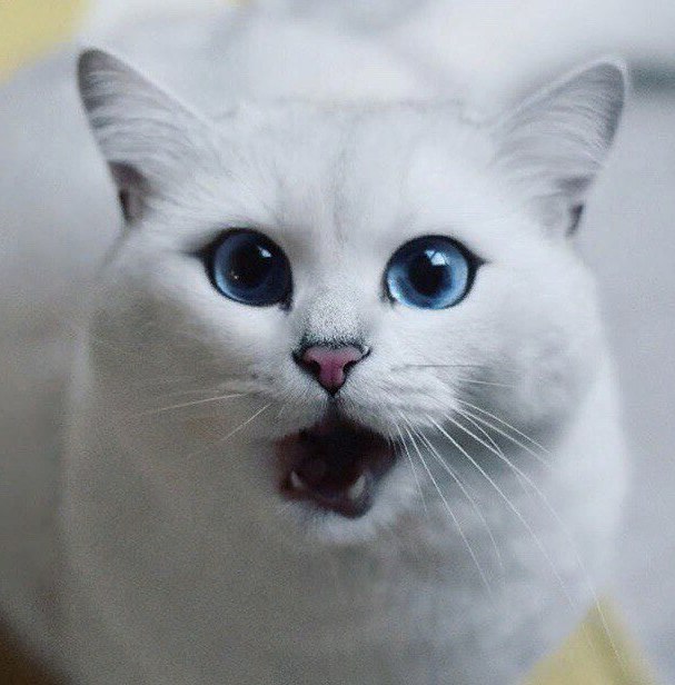 Коты и Кошки