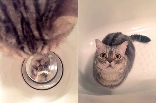 Коты и Кошки