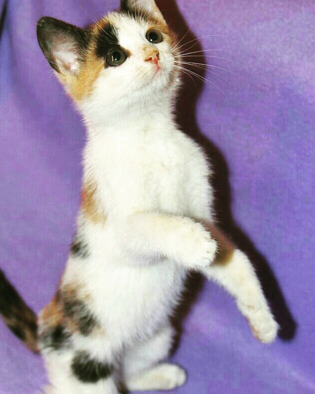 Коты и Кошки