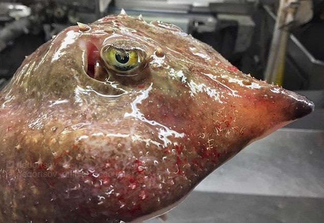 Фантастические твари-2: продолжение подборки снимков странных рыб из инстаграма мурманского моряка