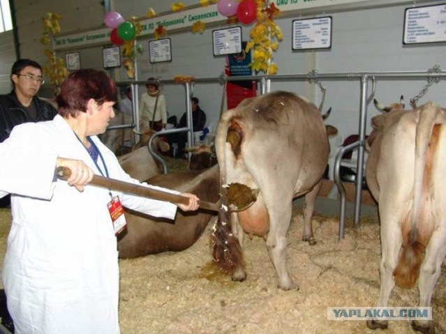 Запилю-ка я картинок