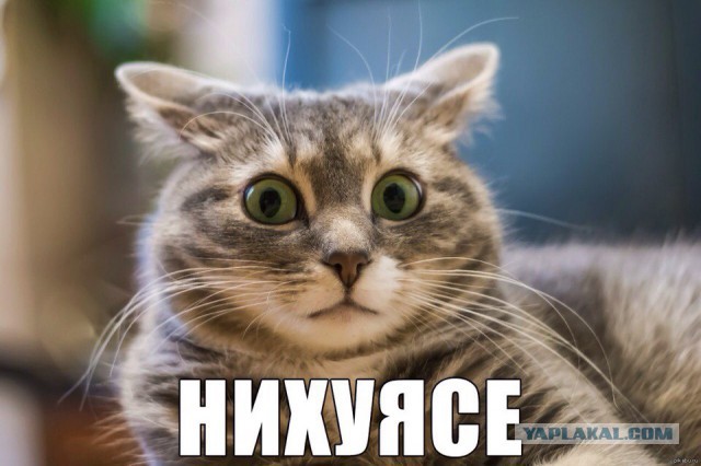Ненавижу кота