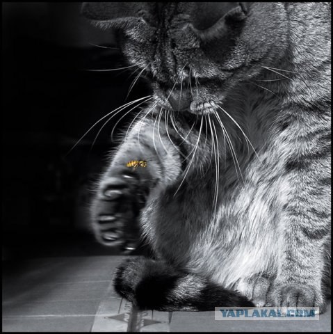 Котовторник на 03.02.2009