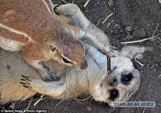 Белк уламывает сурикату
