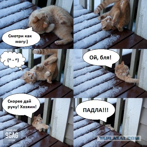 Кот - акробат