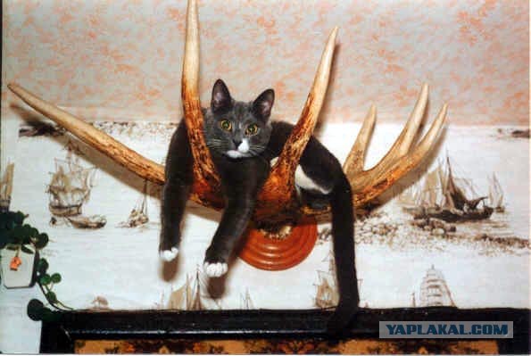 Котовторник 20.12.2011