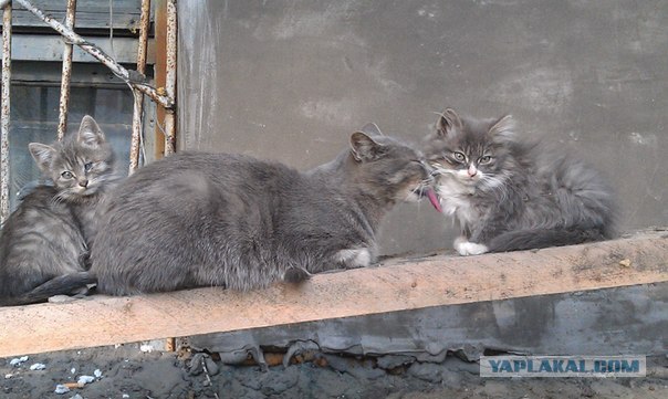 Котовторник 24.04.2012