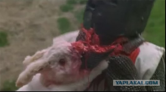 Что получится, если дать кролику вишню