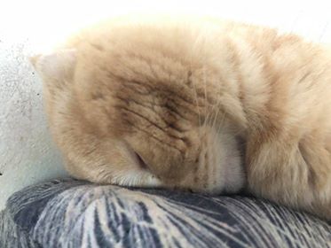 Котовторник! начнем? 04.06.19