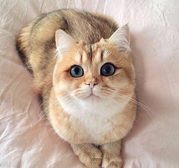 Забавные фото котеек