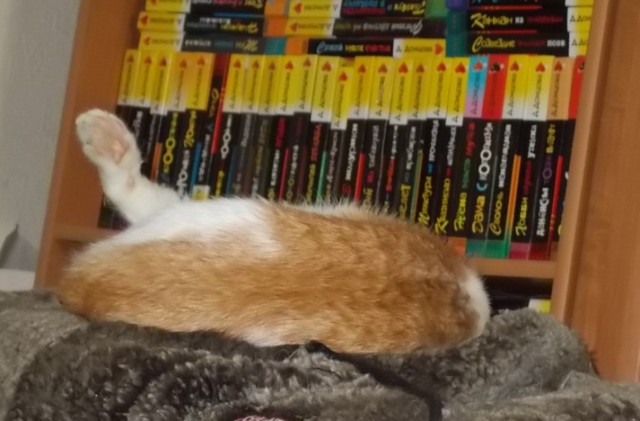 Начнем котоФторник?