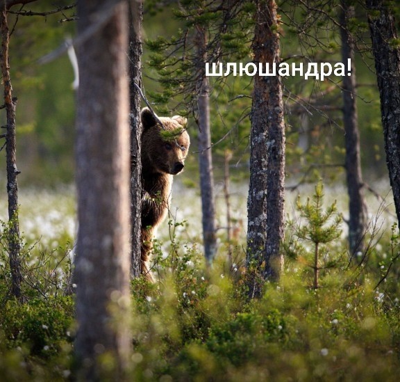 О годности к Семье