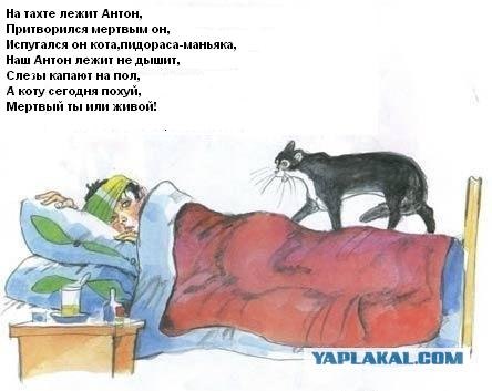 Кот, Антошка и порошок