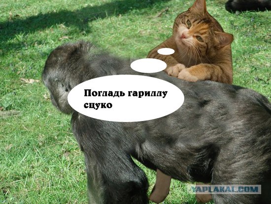 Фотожаба "Кот-коммерсант"