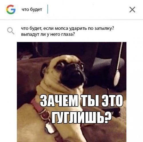 Собаки бывают